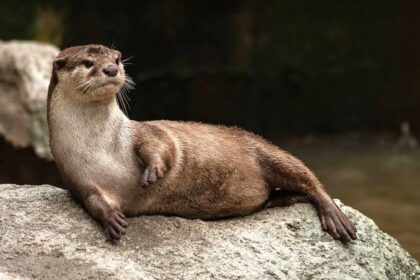 exotic pets to bring home