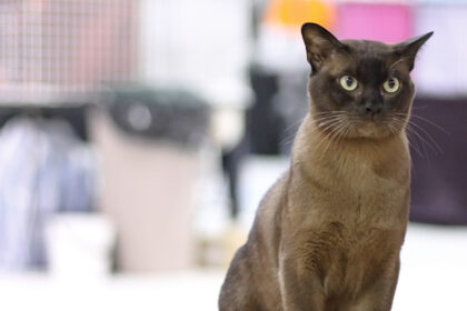 Burmese cat