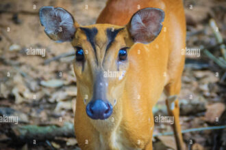 Top 5 reason an  Indian Muntjac can blow your home mind off