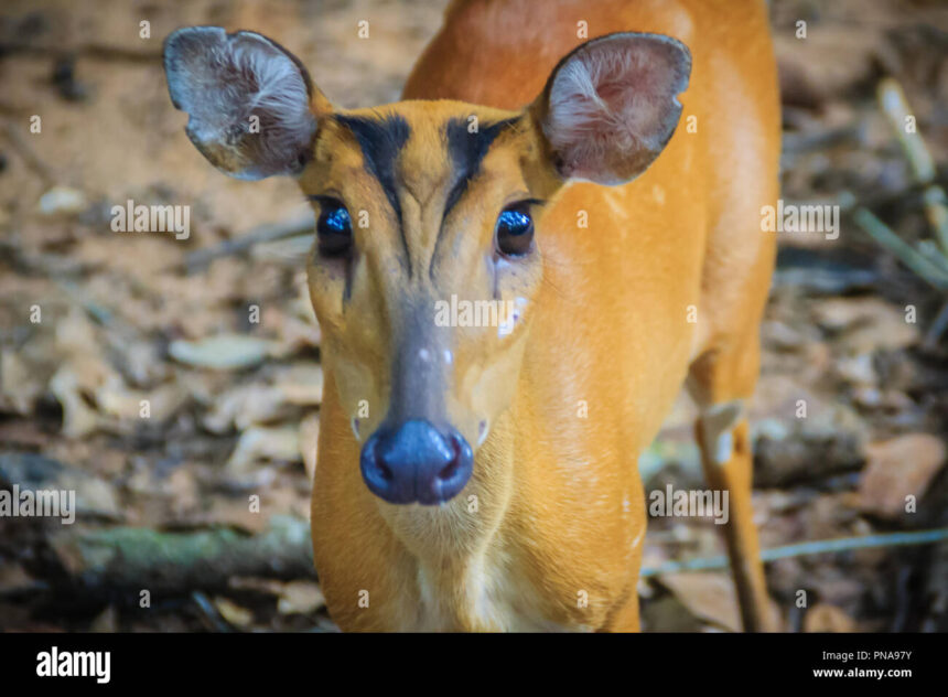 Top 5 reason an  Indian Muntjac can blow your home mind off
