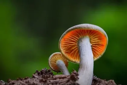 button mushroom producer