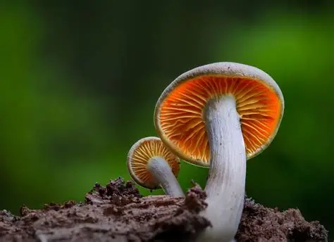 button mushroom producer