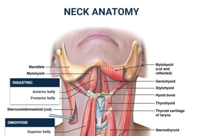 Top  5 exercises to improve your neck posture Neck Anatomy.