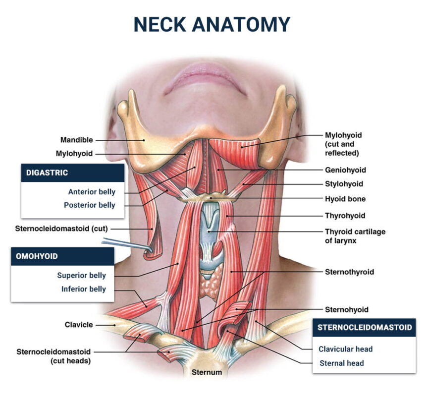 Top  5 exercises to improve your neck posture Neck Anatomy.