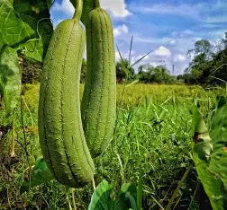 Do you know the bearing loafas you use also has a natural alternative available as old as time? If you do not know then check out how is the natural loafas made 