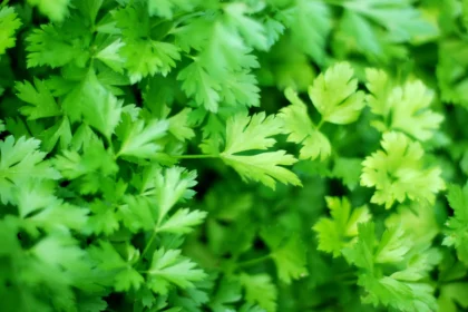 Top 5 herbs you must have in your kitchen garden