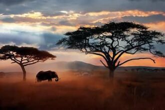 reason to visit Africa