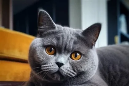 British shorthair attractive trait 