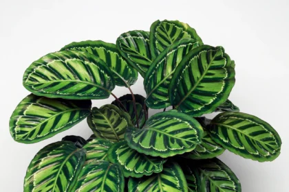 buy plants online