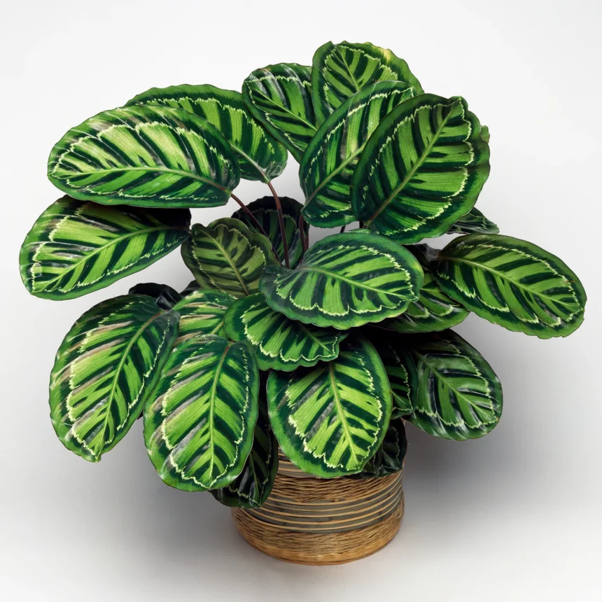 buy plants online