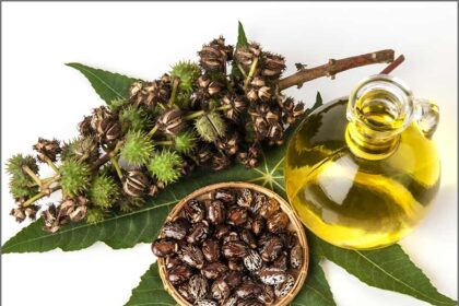 Why jojoba oil is so popular 