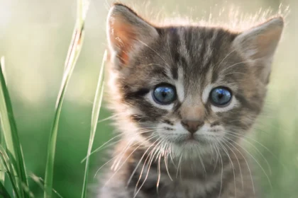 cat breed