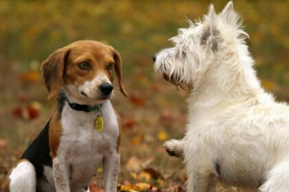 Top 5 police dogs you must know