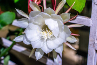 facts about Brahma Kamal you must know
