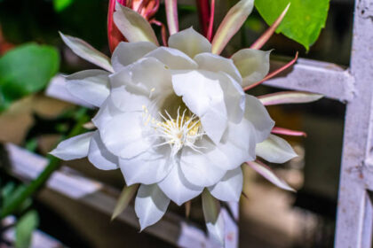 facts about Brahma Kamal you must know