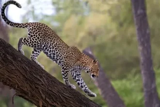 Top 3 leopard species near kedarnath valley 