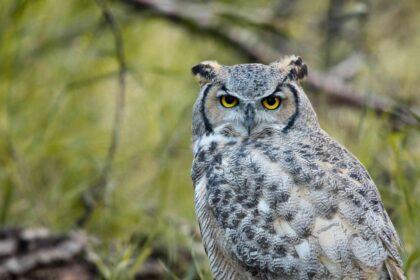 types of owl