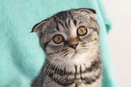 top 5 friendly cat breed Scottish fold