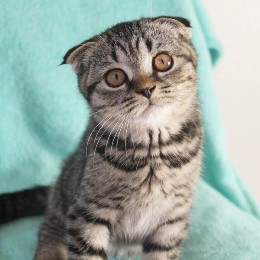 top 5 friendly cat breed Scottish fold