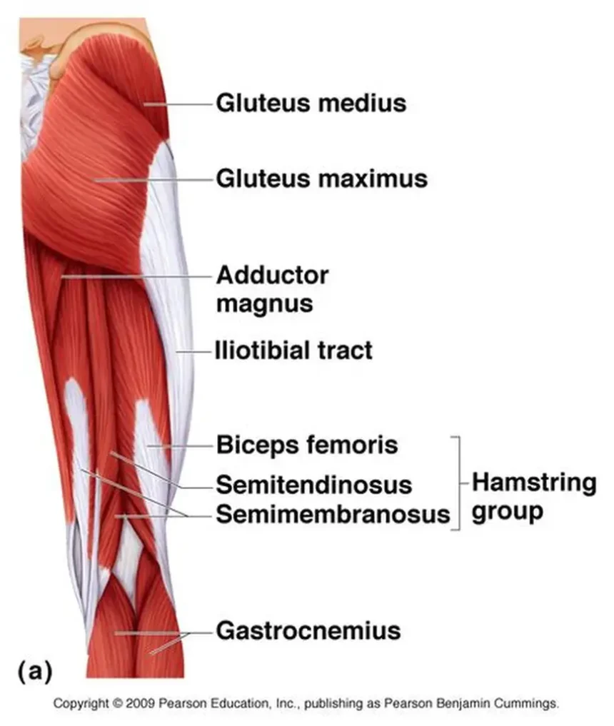 Top 5 exercises to build hamstring muscles 